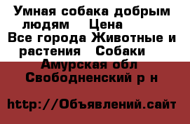 Умная собака добрым людям. › Цена ­ 100 - Все города Животные и растения » Собаки   . Амурская обл.,Свободненский р-н